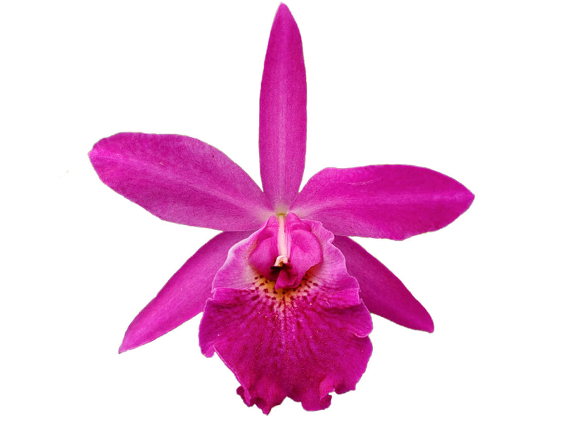 Rhynchobrassoleya Rubi