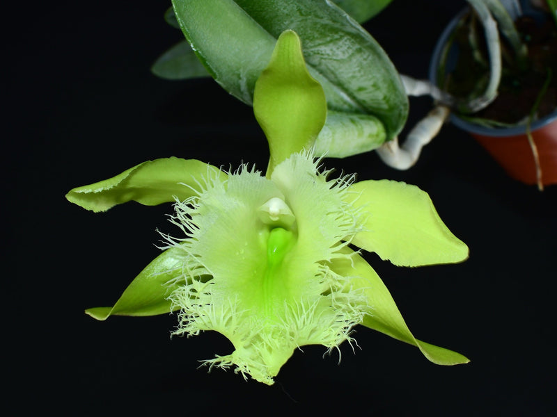 Rhyncholaelia digbyana
