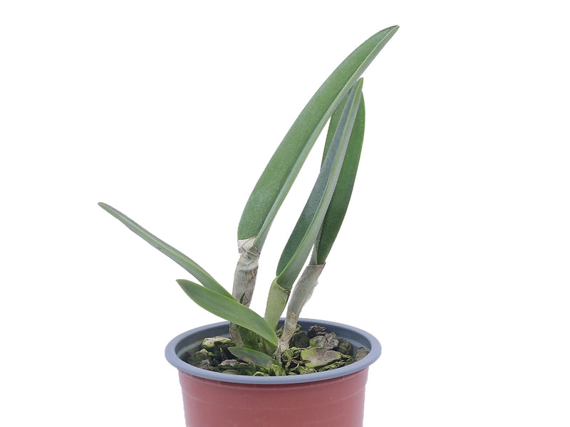 Rhyncholaelia digbyana