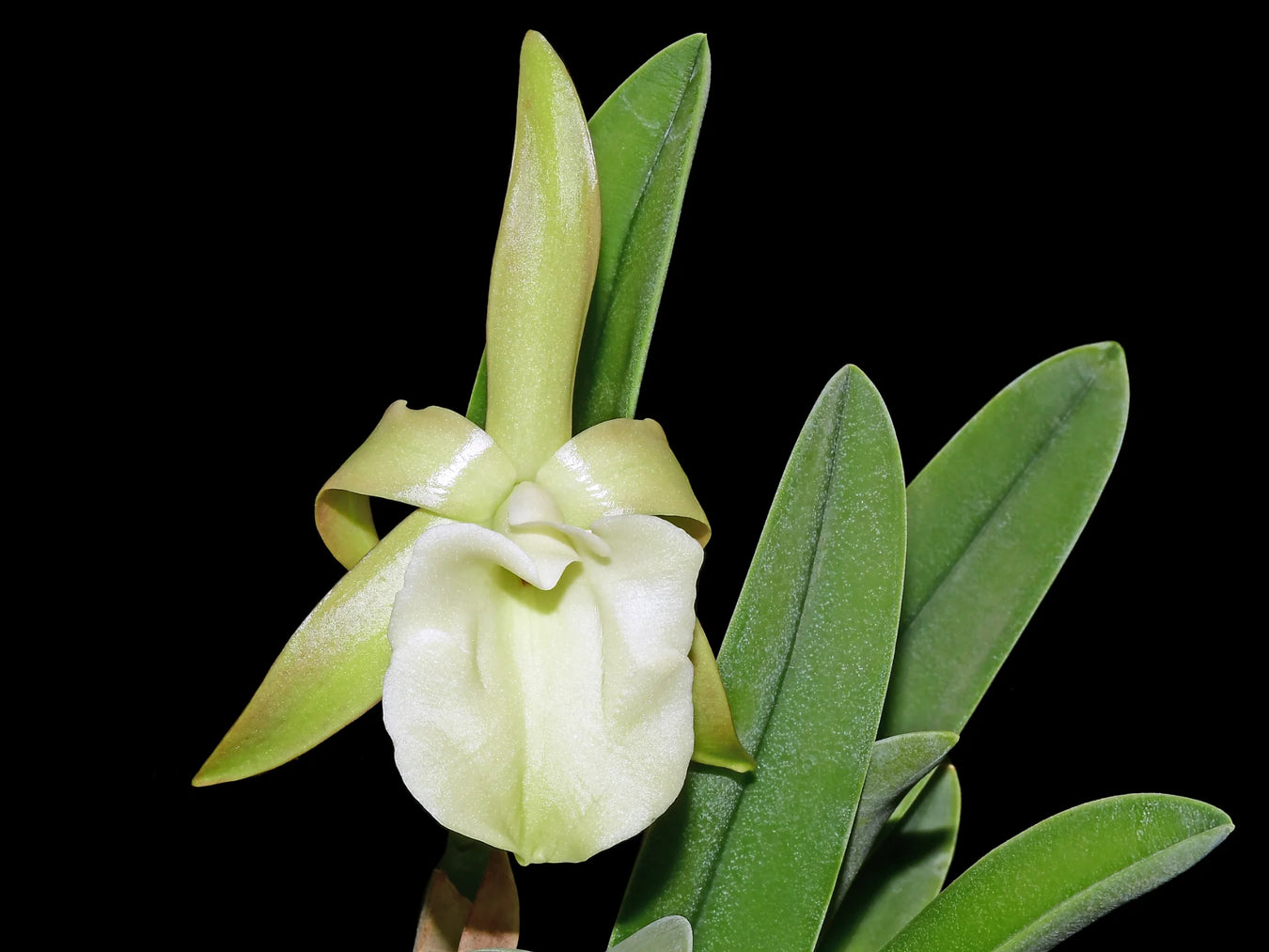 Rhyncholaelia (Rincholaelia)