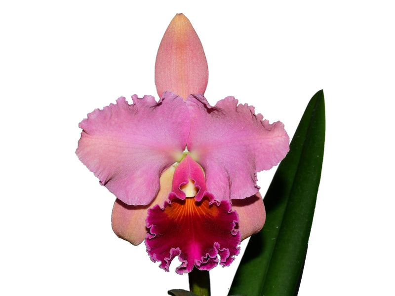 Rhyncholaeliocattleya Caesar's Head 'Carolina Autumn'