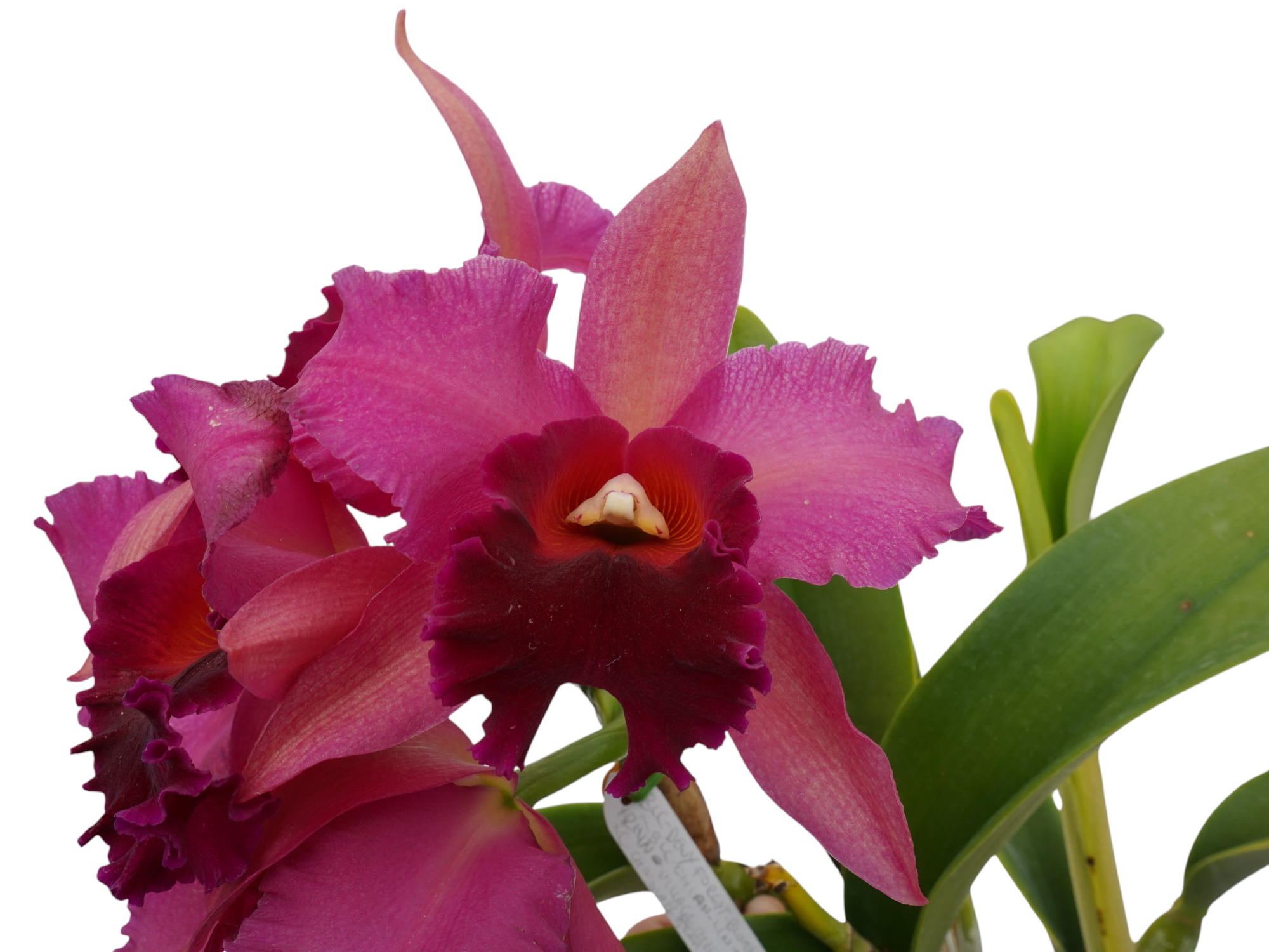 Rhyncholaeliocattleya Alex Lojano