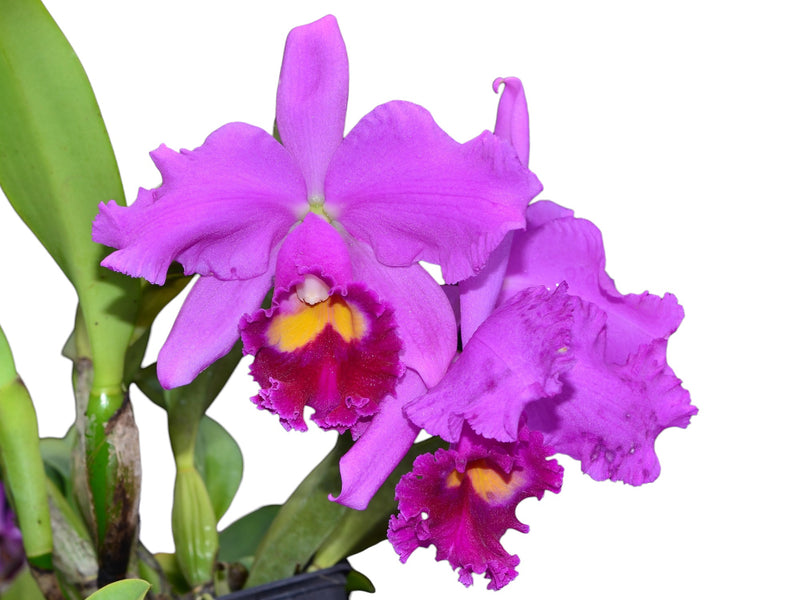 Rhyncholaeliocattleya Amazone Baby
