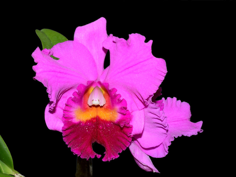 Rhyncholaeliocattleya Amazone Baby