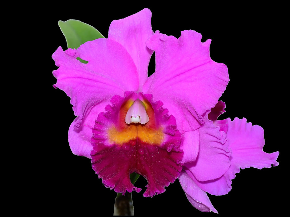 Rhyncholaeliocattleya Amazone Baby