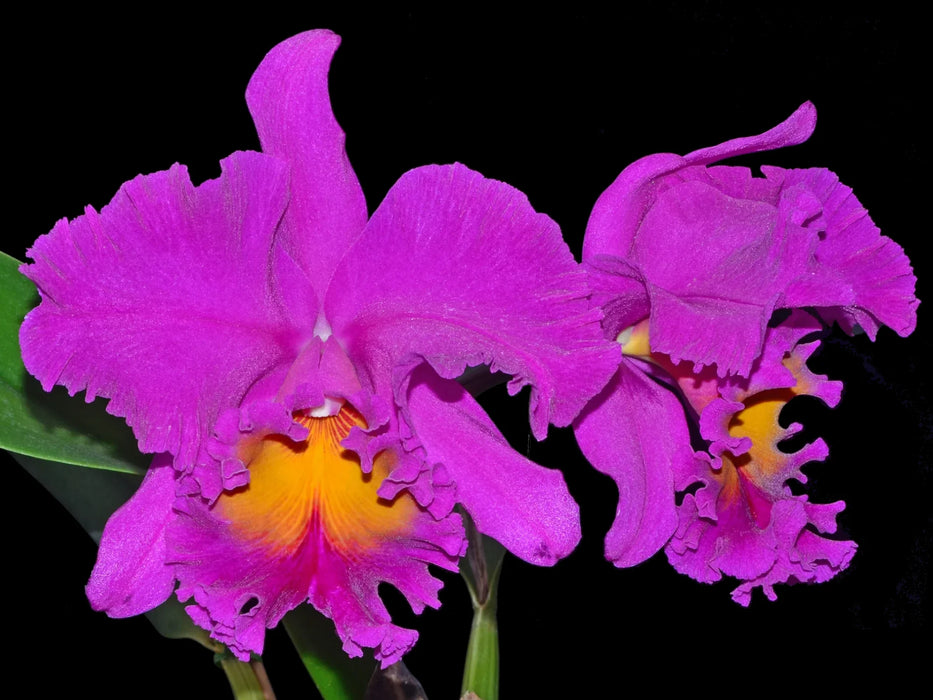 Rhyncholaeliocattleya Amy Wakasugi