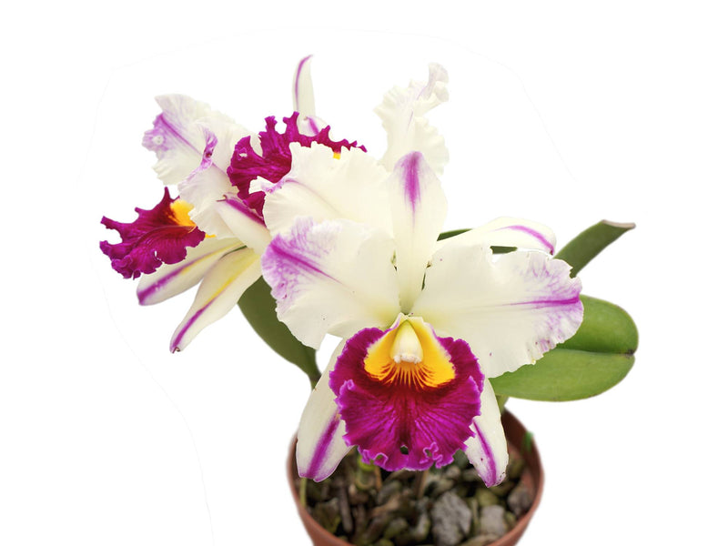 Rhyncholaeliocattleya Ann Cleo 'stars And Stripes'
