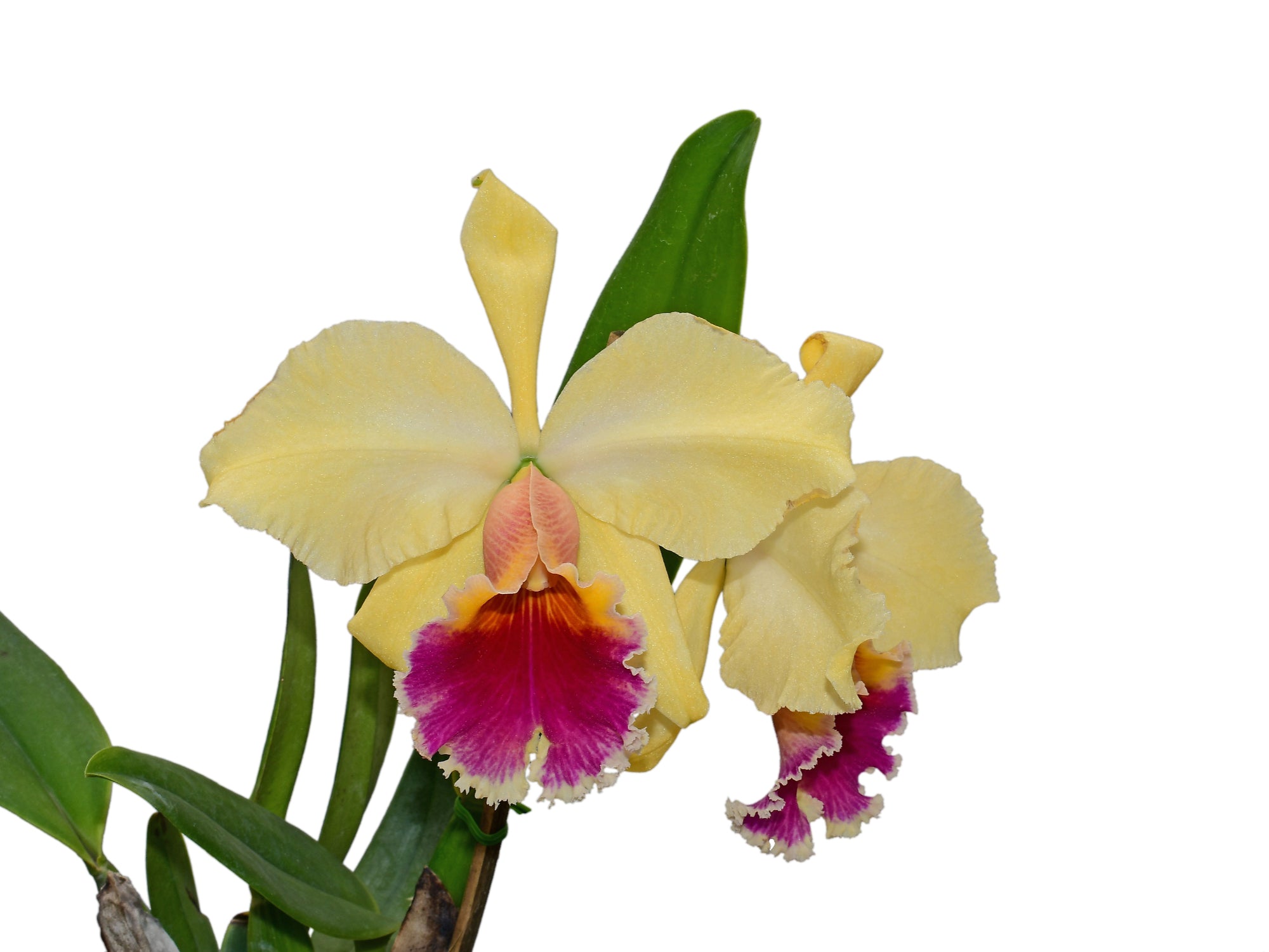 Rhyncholaeliocattleya Apopka Autumn