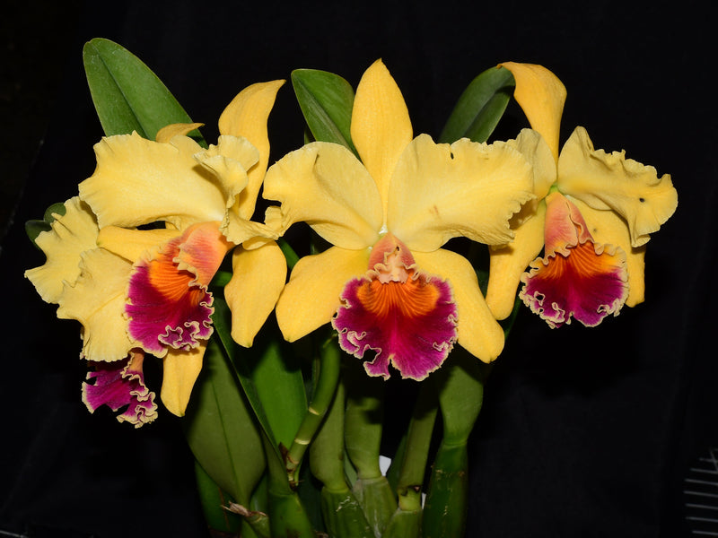 Rhyncholaeliocattleya Apopka Autumn