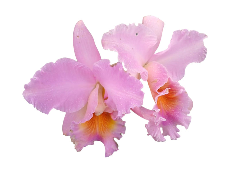 Rhyncholaeliocattleya Apopka x Slc. Misty Girl Autumn Symphony 4385