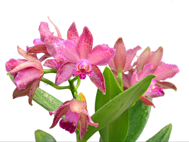 Rhyncholaeliocattleya Arcadio Arosemena