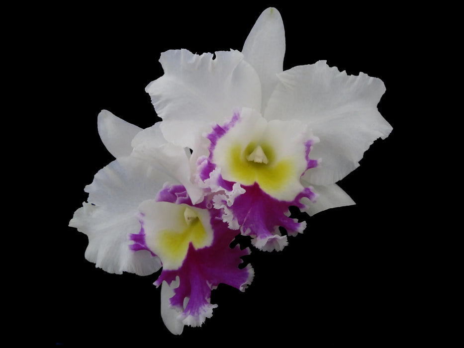 Rhyncholaeliocattleya Blanche Aisaka "hawaii"