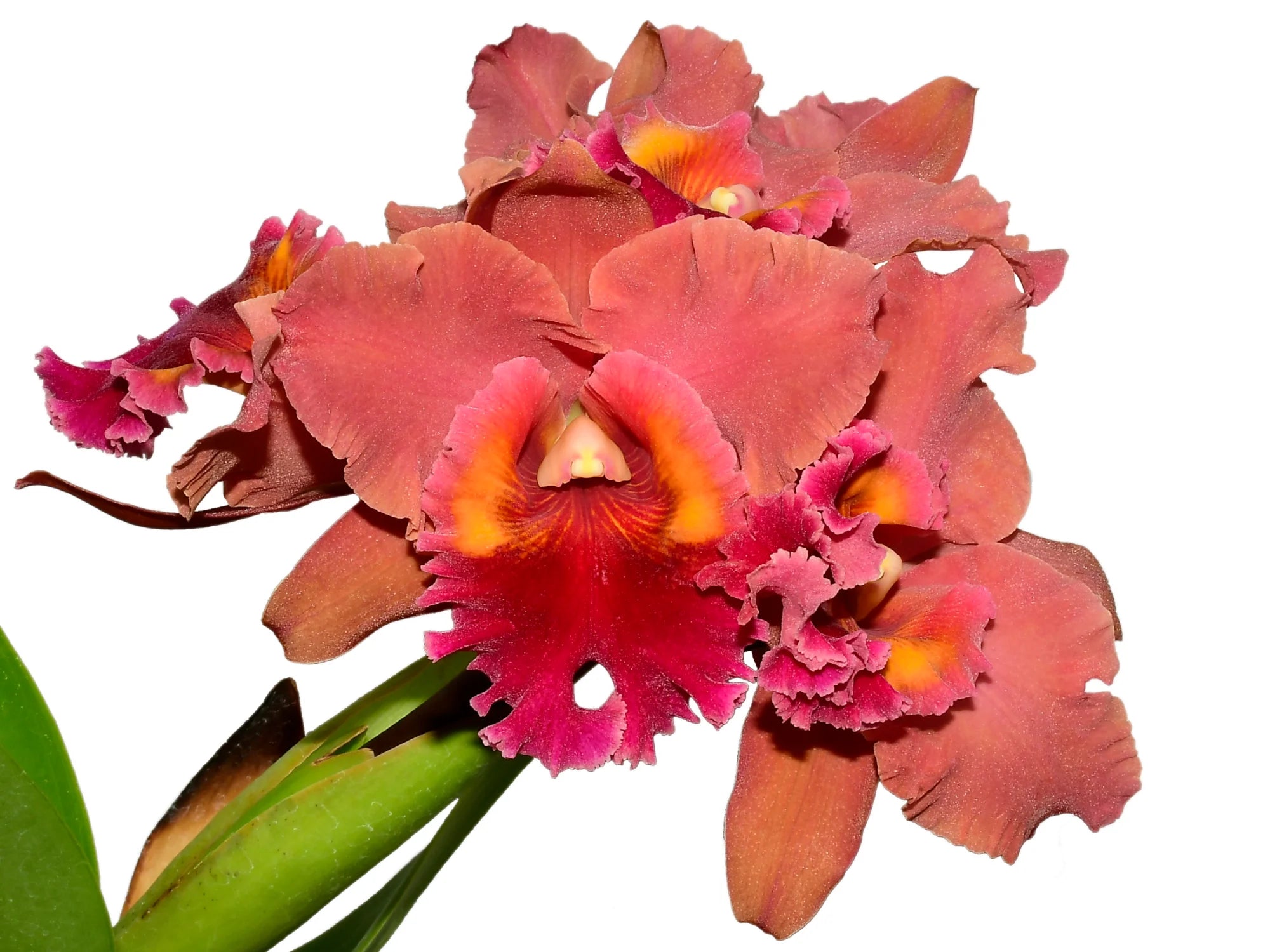 Rhyncholaeliocattleya Bob Crowder — Ecuagenera Orquídeas del Ecuador