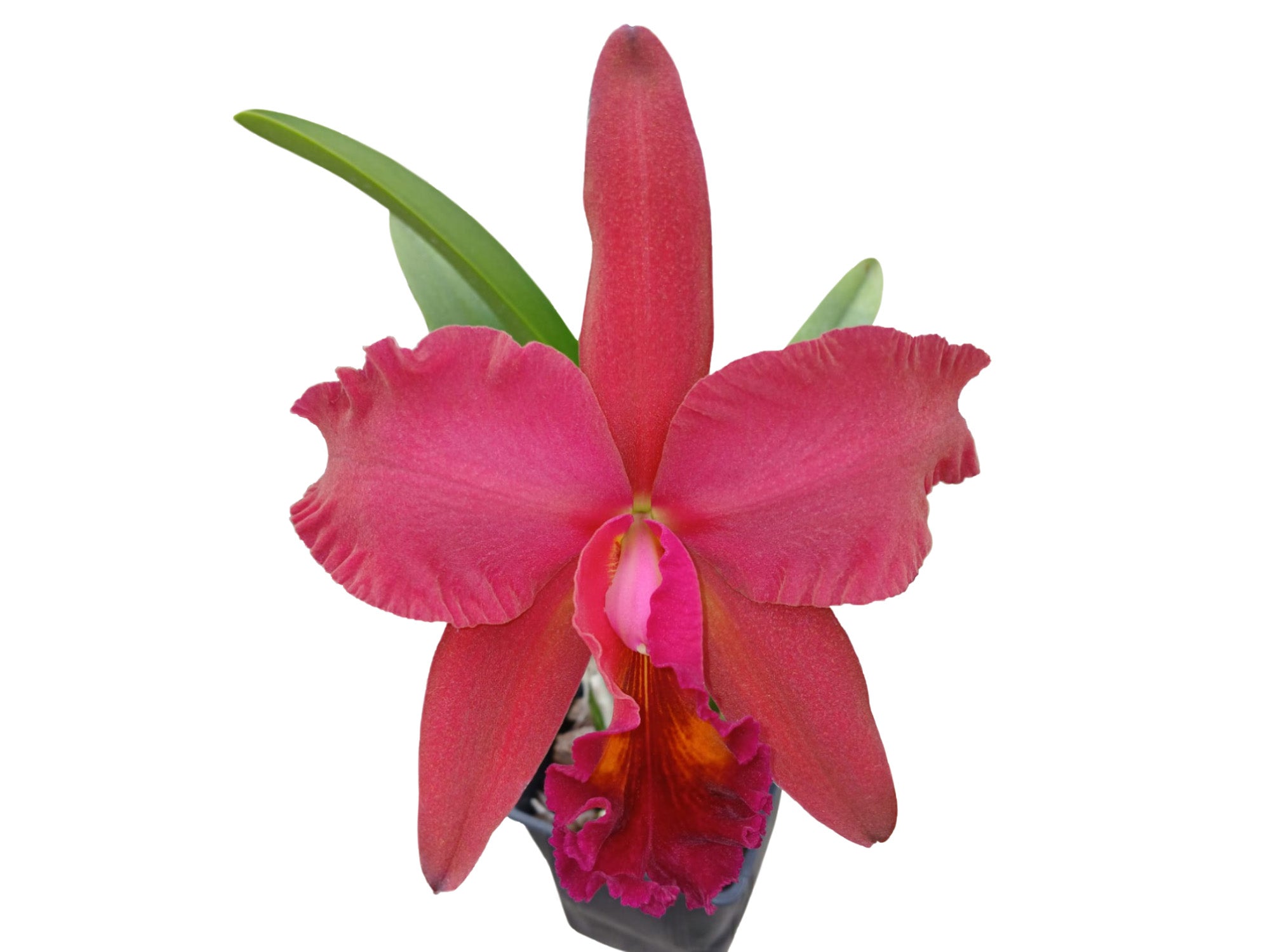 Rhyncholaeliocattleya Maria Ingle