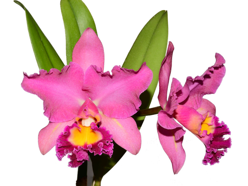 Rhyncholaeliocattleya Bomberos Cuenca