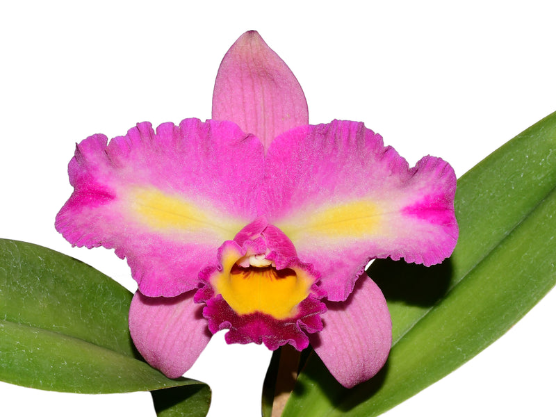 Rhyncholaeliocattleya Bomberos Cuenca