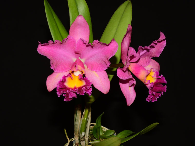 Rhyncholaeliocattleya Bomberos Cuenca