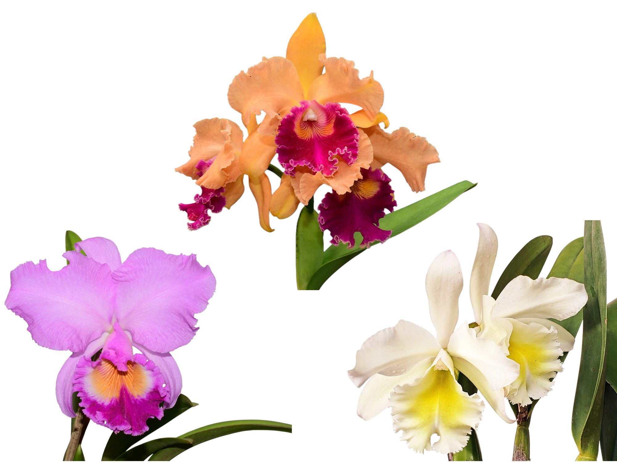 Rhyncholaeliocattleya Bundle