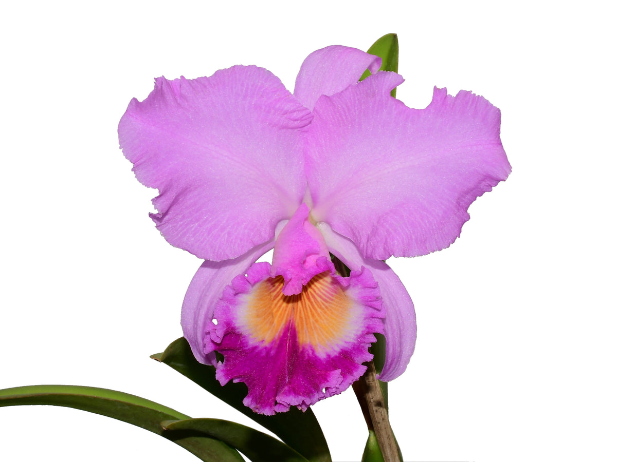 英国製　ROYL  【Rosalie】オーバルプラター Rhyncholaeliocattleya_Carioca_