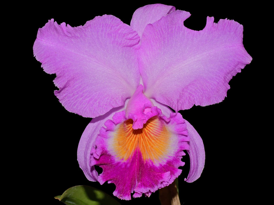 Rhyncholaeliocattleya Carioca Girl