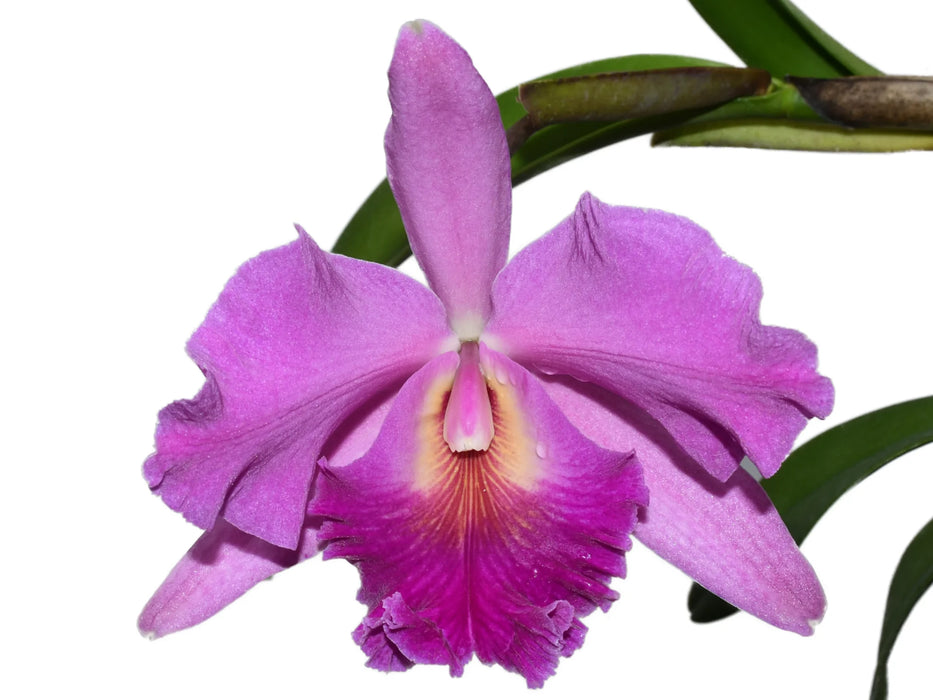 Rhyncholaeliocattleya Carmelita de Arosemena