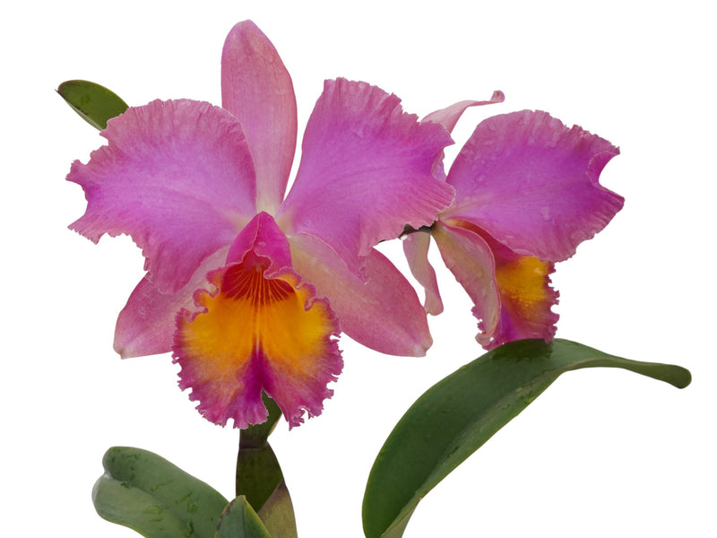Rhyncholaeliocattleya Cesar D. Andrade