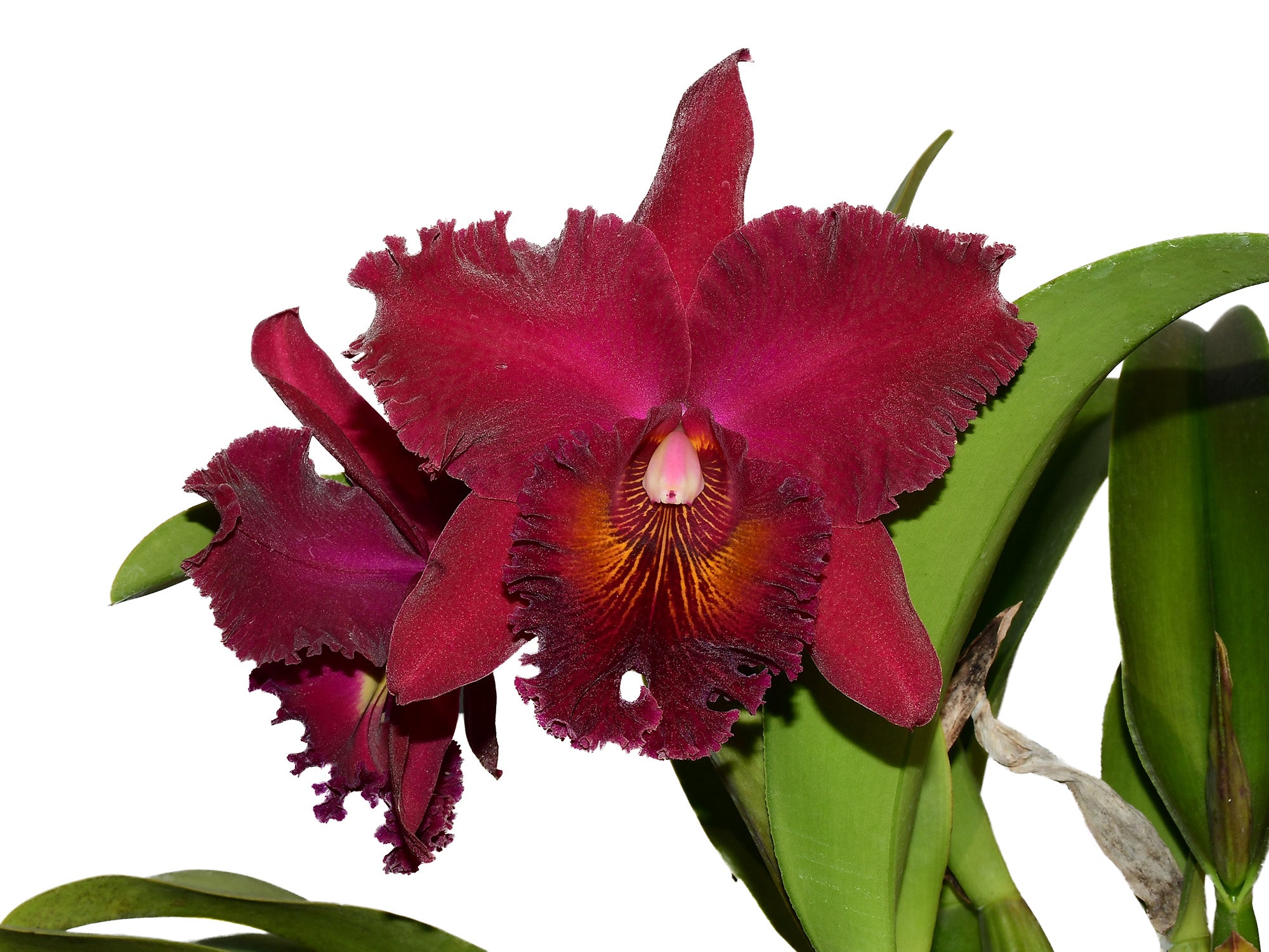 Rhyncholaeliocattleya Chia Lin New City – Fragrant Dark Cattleya