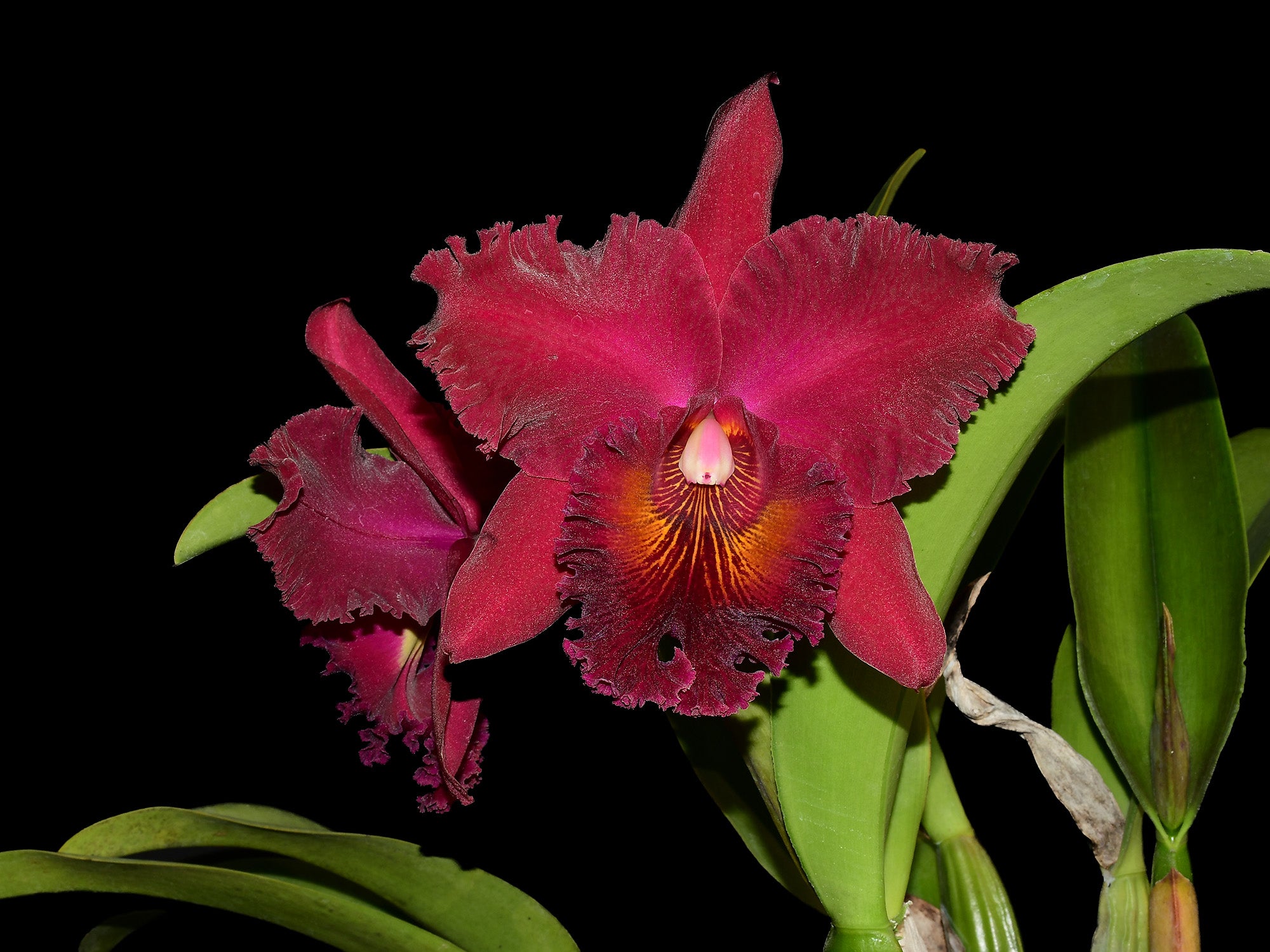 Rhyncholaeliocattleya Chia Lin New City – Fragrant Dark Cattleya