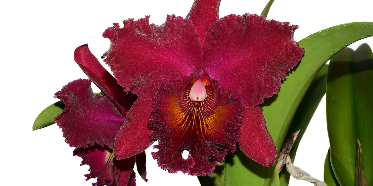 Rhyncholaeliocattleya_Chia_Lin