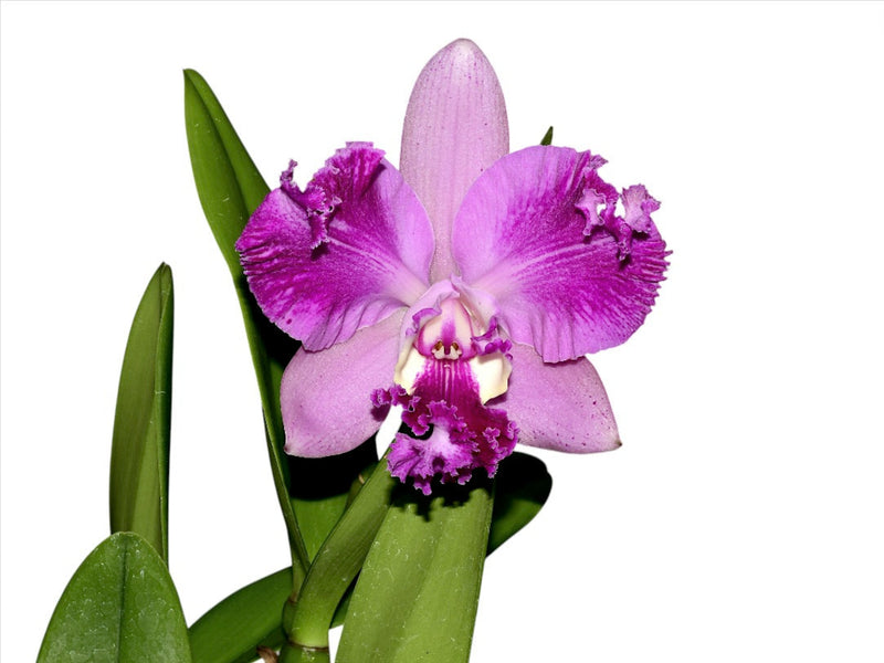 Rhyncholaeliocattleya Cholita Cuencana