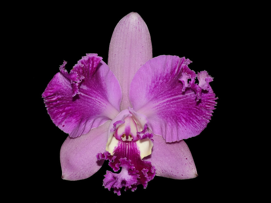 Rhyncholaeliocattleya Cholita Cuencana