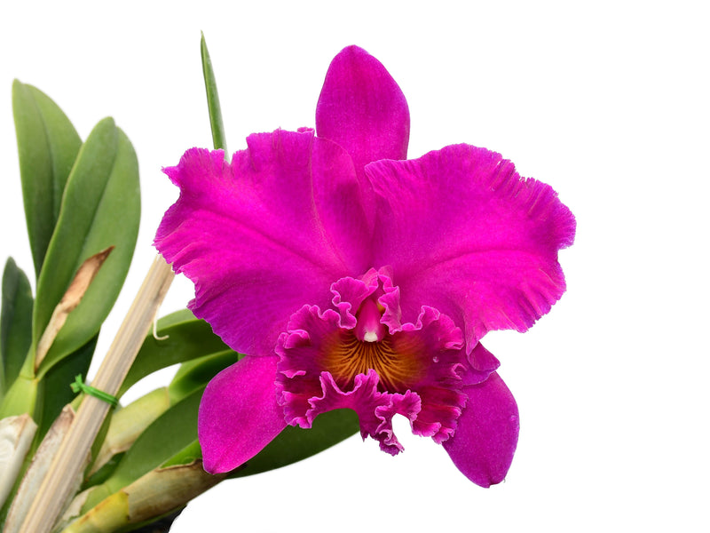 Rhyncholaeliocattleya Cornerstone