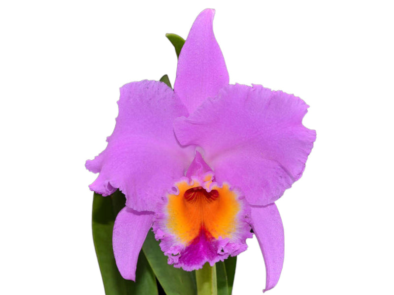 Rhyncholaeliocattleya Cutty Sark Full Soil