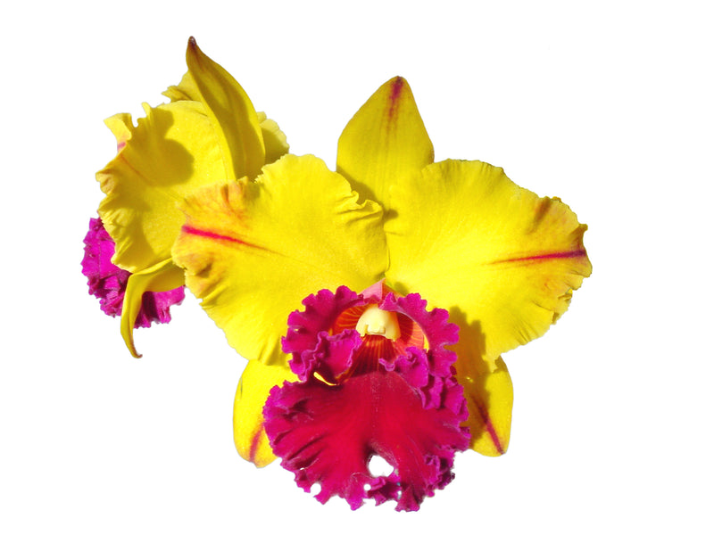 Rhyncholaeliocattleya Dora Louise Capen