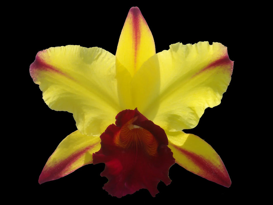 Rhyncholaeliocattleya Dora Louise Capen