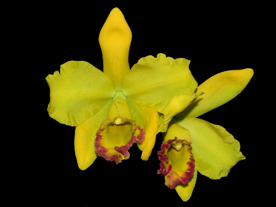 Rhyncholaeliocattleya Ecuagenera Delight