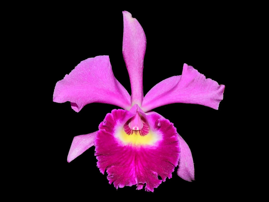 Rhyncholaeliocattleya Ecuagenera Elegant Pamela