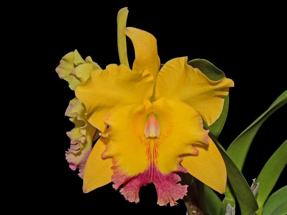 Rhyncholaeliocattleya Ecuagenera Gold