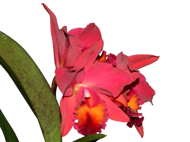 Rhyncholaeliocattleya Ecuagenera Heart