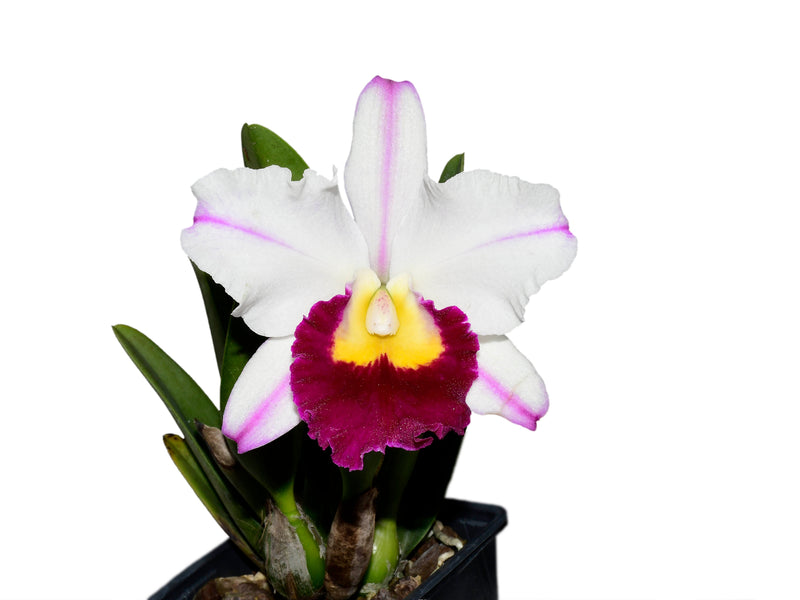 Rhyncholaeliocattleya Edgar Perez