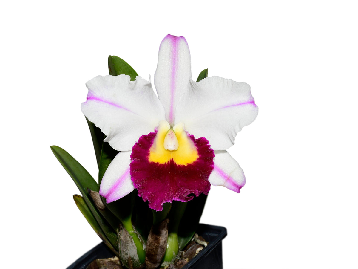 Rhyncholaeliocattleya_Edgar_Pe
