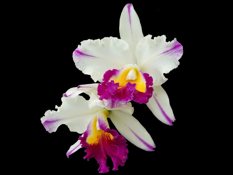 Rhyncholaeliocattleya Edgar Perez