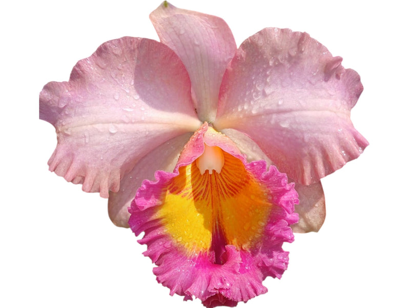 Rhyncholaeliocattleya Edison Lojano