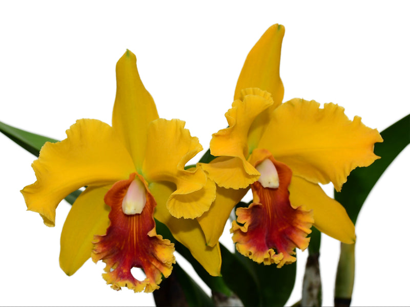 Rhyncholaeliocattleya El Cisne