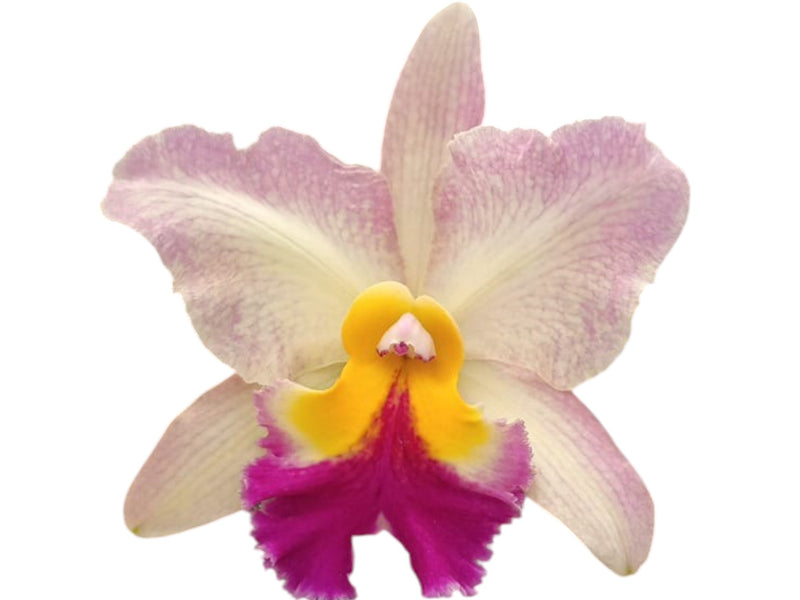 Rhyncholaeliocattleya Galapagos Sunset