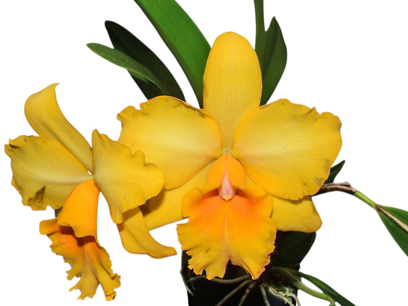 Rhyncholaeliocattleya Gladys Eljuri
