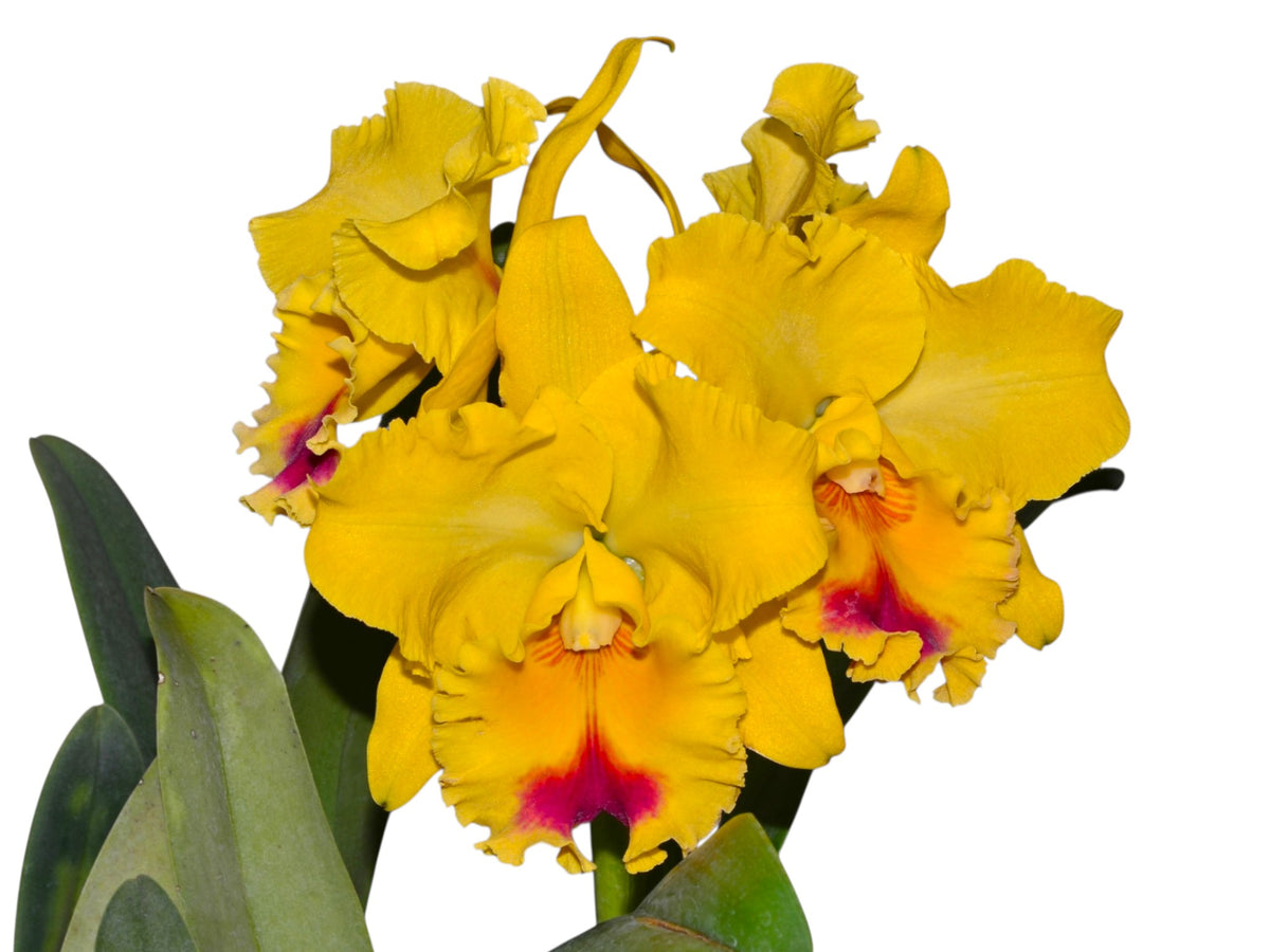 Rhyncholaeliocattleya Goldenzelle 'Lemon Chiffon' — Ecuagenera