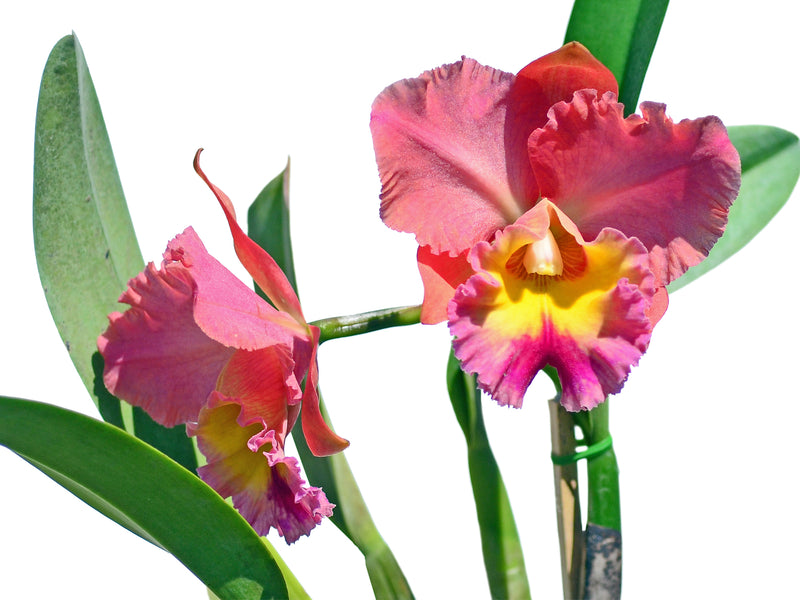 Rhyncholaeliocattleya Goldenzelle Orange Pun Pink Acc/aos