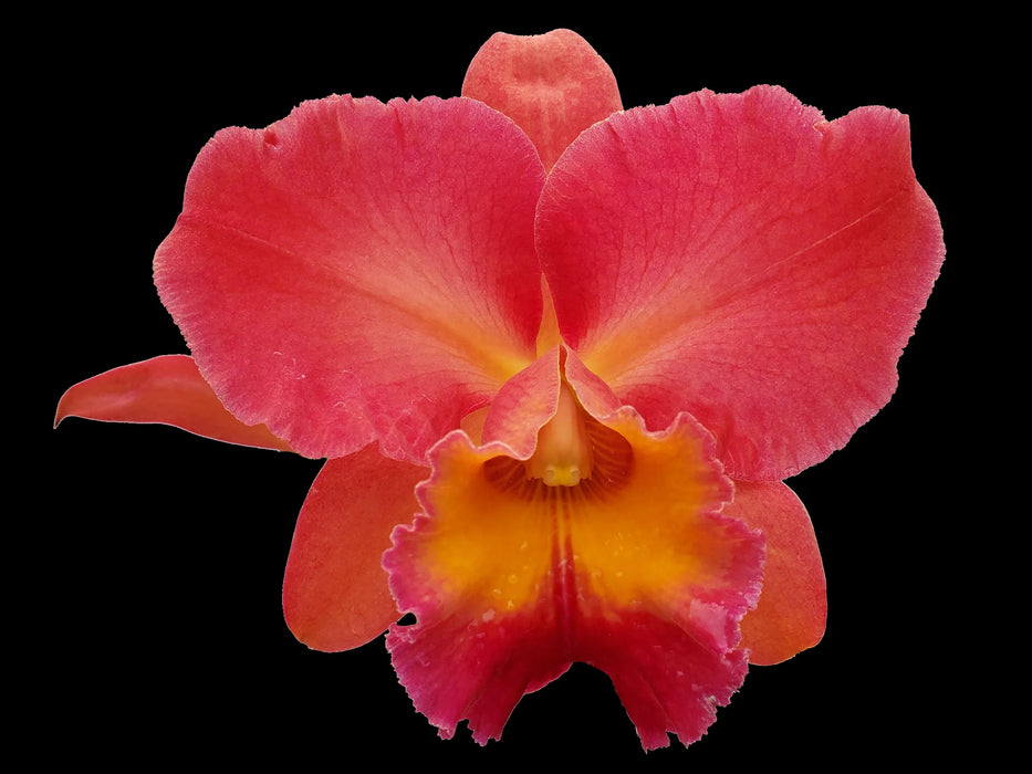 Rhyncholaeliocattleya Goldenzelle Orange Pun Pink Acc/aos