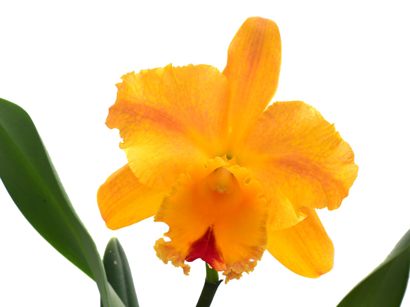 Rhyncholaeliocattleya Gladys Eljuri